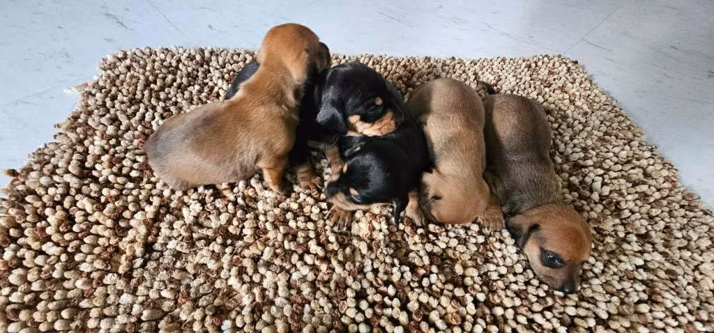 Hermosos cachorros varones dachshun salchicha - Imagen 3