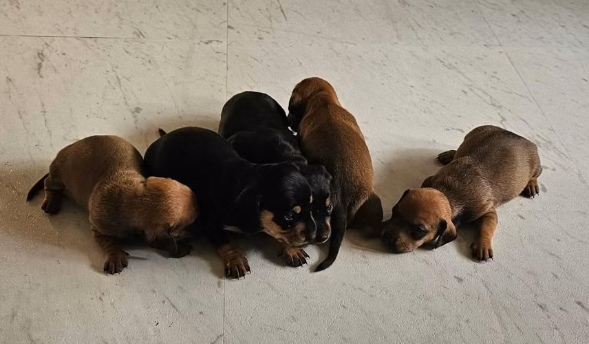 Hermosos cachorros varones dachshun salchicha