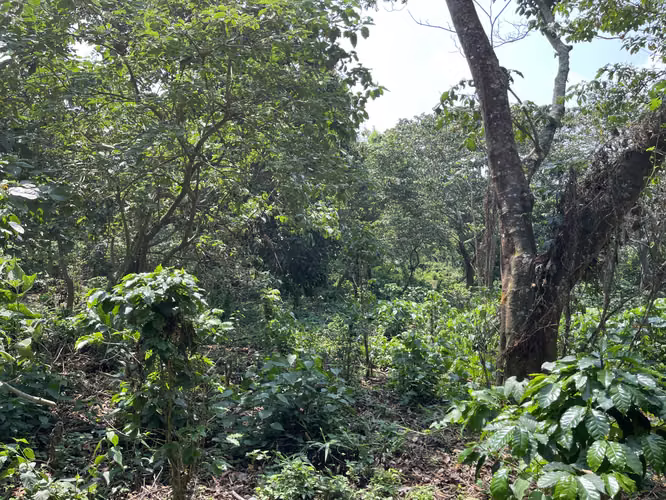 Terreno de esquina 2.3 MZ, carretera a Comasagua,  5 min CC Las Palmas