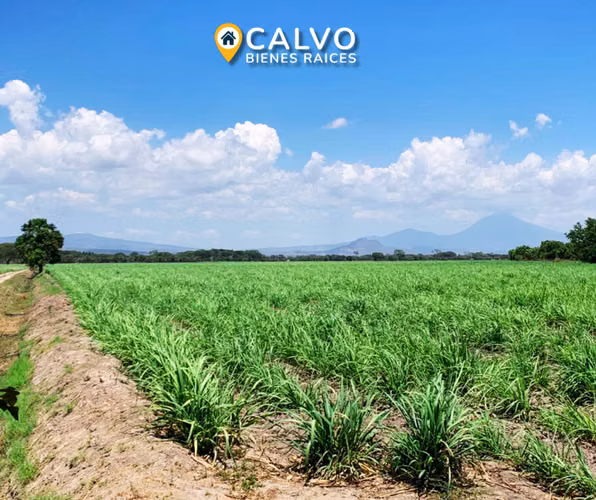 EN VENTA PRECIOSA PROPIEDAD AGRICOLA SAN LUIS TALPA, LA PAZ - Imagen 12