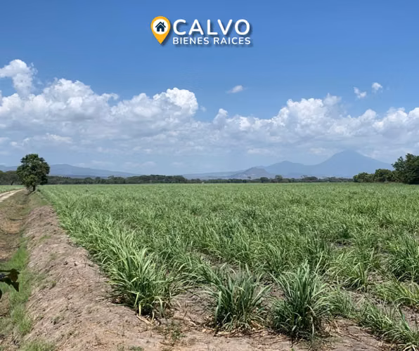 EN VENTA PRECIOSA PROPIEDAD AGRICOLA SAN LUIS TALPA, LA PAZ - Imagen 5