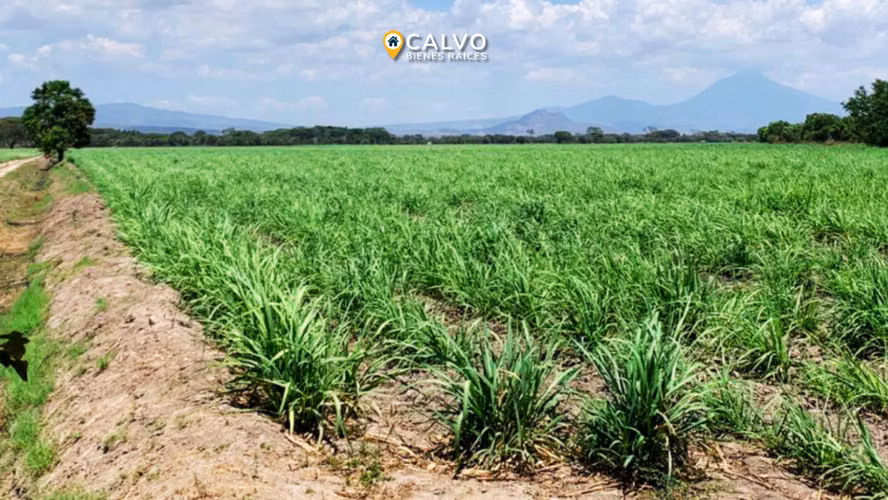 EN VENTA PRECIOSA PROPIEDAD AGRICOLA SAN LUIS TALPA, LA PAZ