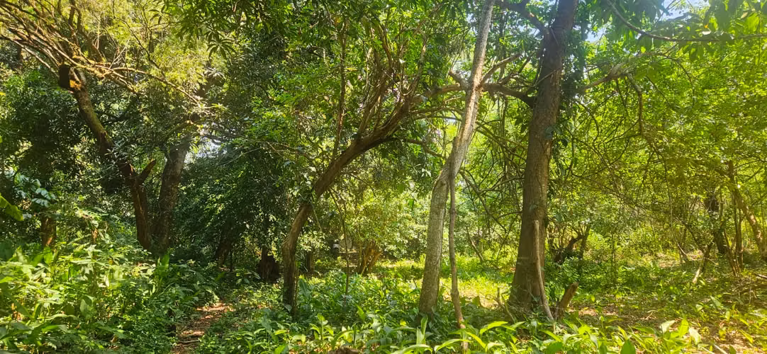 Terreno en venta  Tonacatepeque