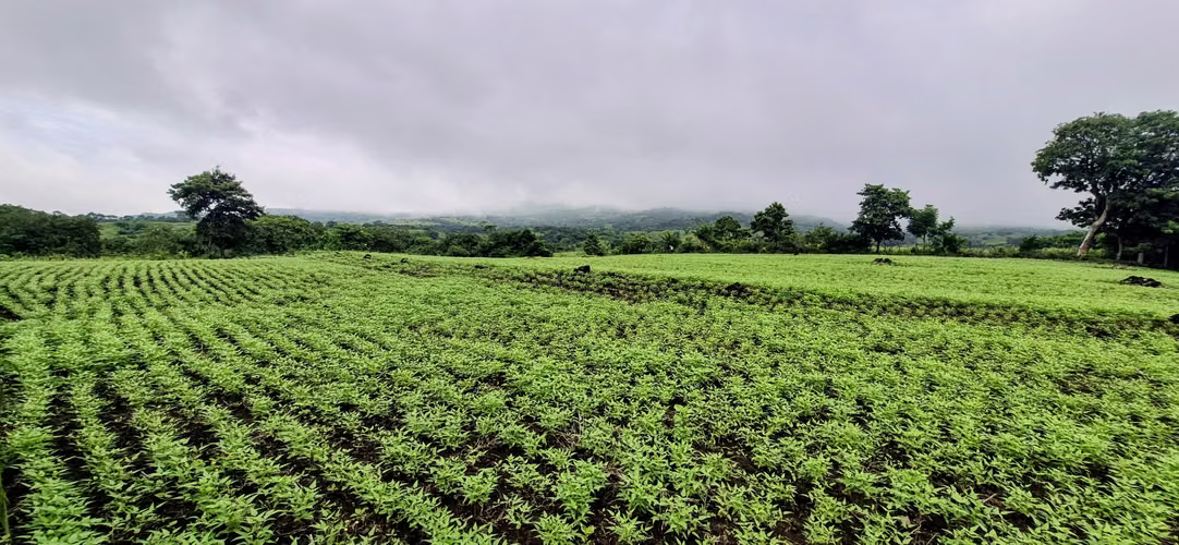 #SanMiguel Vendo terrenos Agricolas 425 Mz Buen Precio