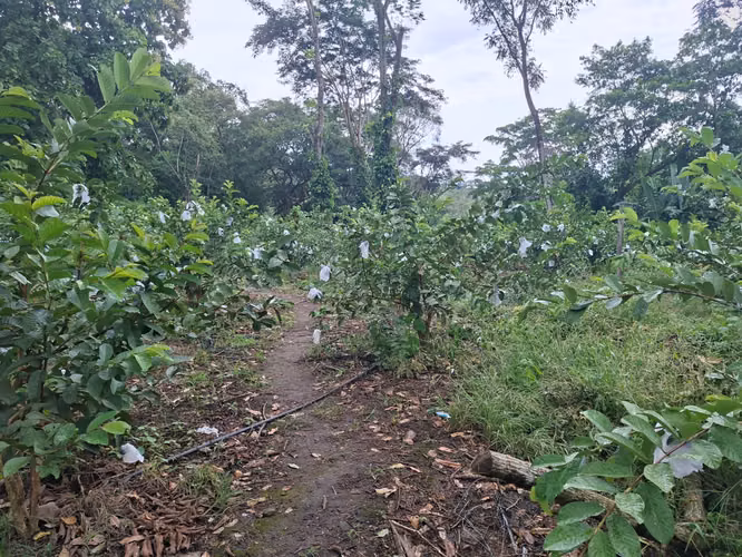 VENTA 44 MANZANAS CANTON NANCINTEPEQUE SANTA ANA