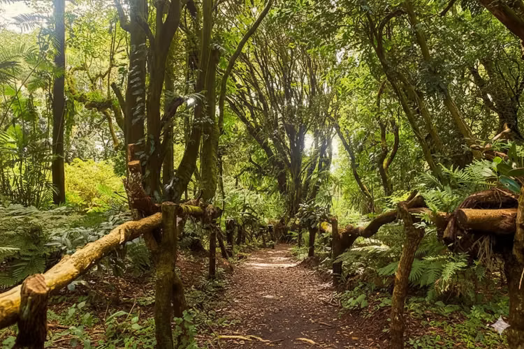 En Venta Finca Cafetalera De Estricta Altura En La Ruta De Las Flores