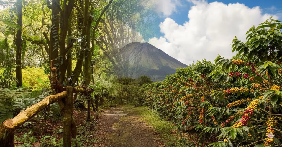 En Venta Finca Cafetalera De Estricta Altura En La Ruta De Las Flores