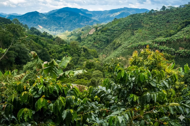 En venta 7.5 Mz en la ruta de las flores, contiguo a la ciudad de Ataco, El Salvador - Imagen 7