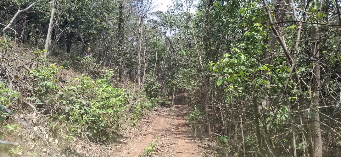 VENTA 16.9 MANZANAS FINCA FLOR AMARILLA SANTA ANA