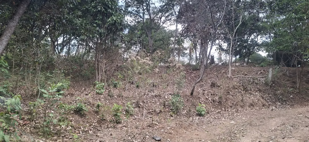 VENTA 16.9 MANZANAS FINCA FLOR AMARILLA SANTA ANA