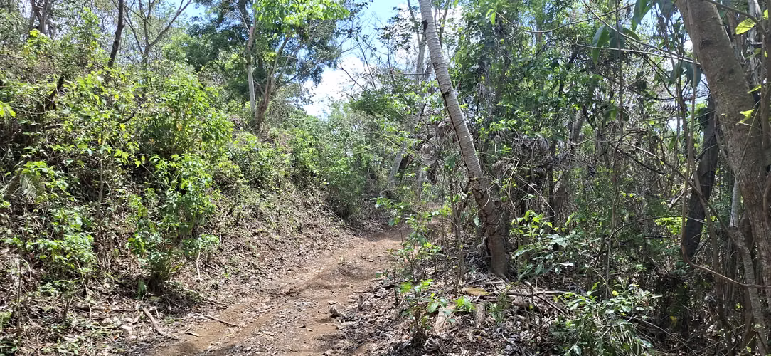 VENTA 16.9 MANZANAS FINCA FLOR AMARILLA SANTA ANA