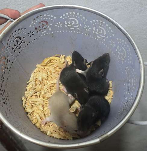 Ratas