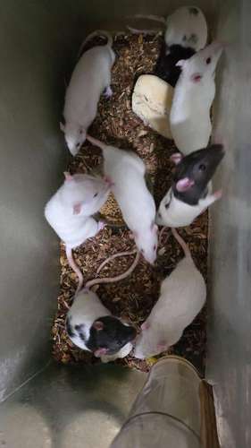 Ratas