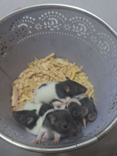 Ratas