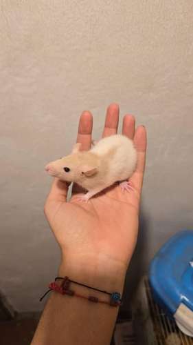 Ratas