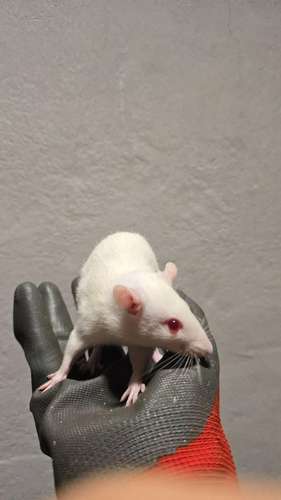 Ratas