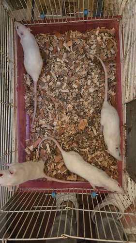 Ratas
