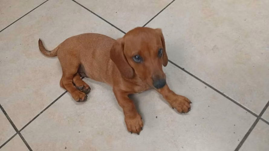 Hermosa cachorrita dachshun salchicha
