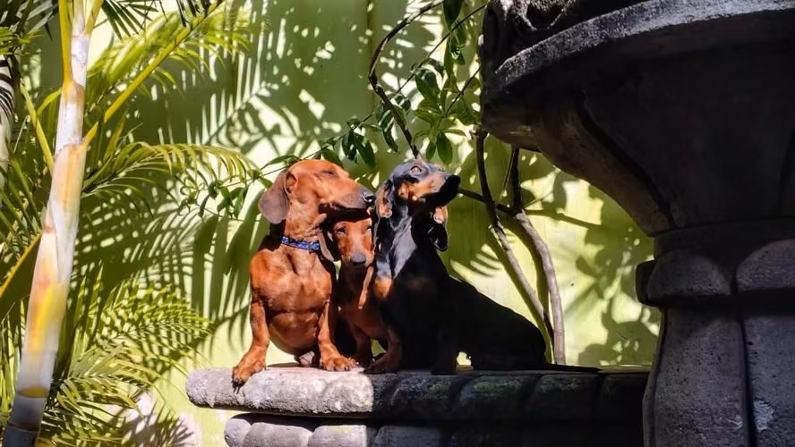 Hermosa cachorrita dachshun salchicha