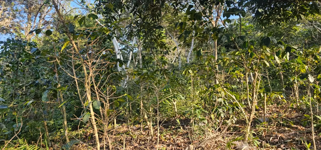 TERRENOS EN VENTA IDEAL PARA VIVIENDA ( 1 MANZANA DE TERRENO C/U ) A 15 MINUTOS DE ATIQUIZAYA