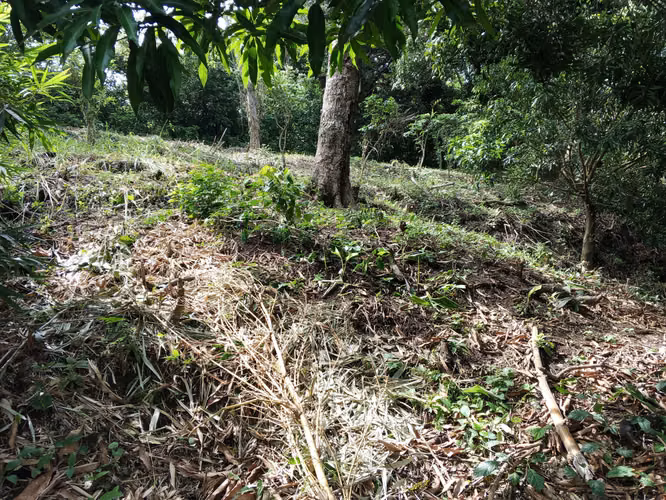 EN VENTA 1 MANZANA EN COMASAGUALA LIBERTAD, EL SALVADOR