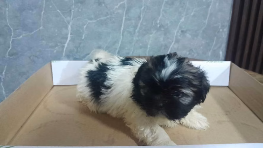 Shih tzu varón - Imagen 3