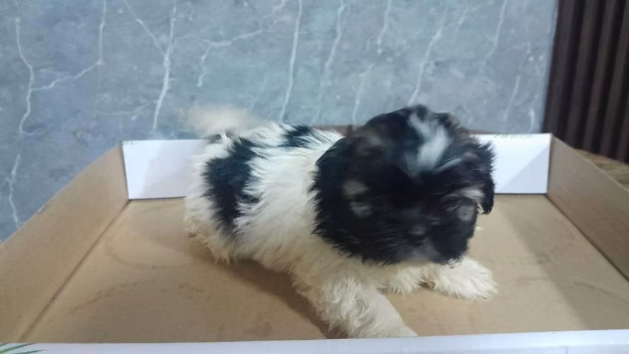 Shih tzu varón - Imagen 2