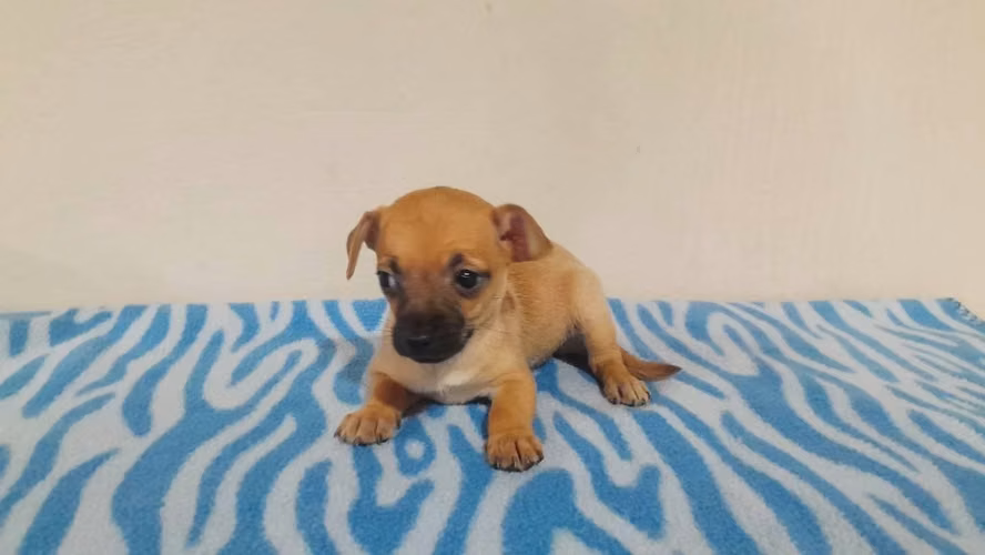 Chihuahua toy hembra