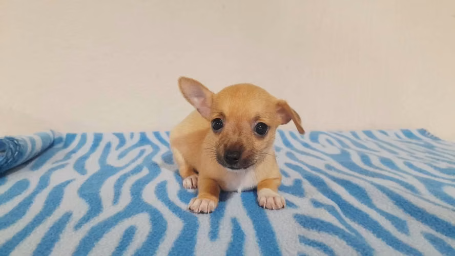 Chihuahua toy hembra