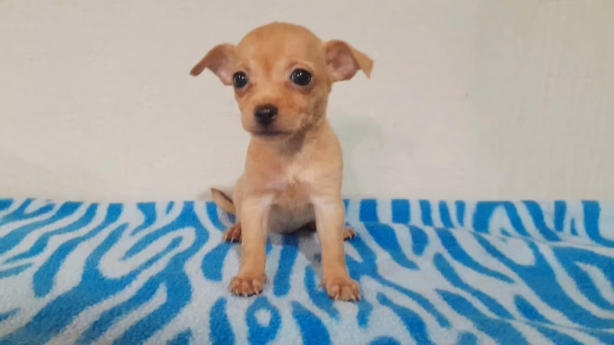 Chihuahua toy hembra