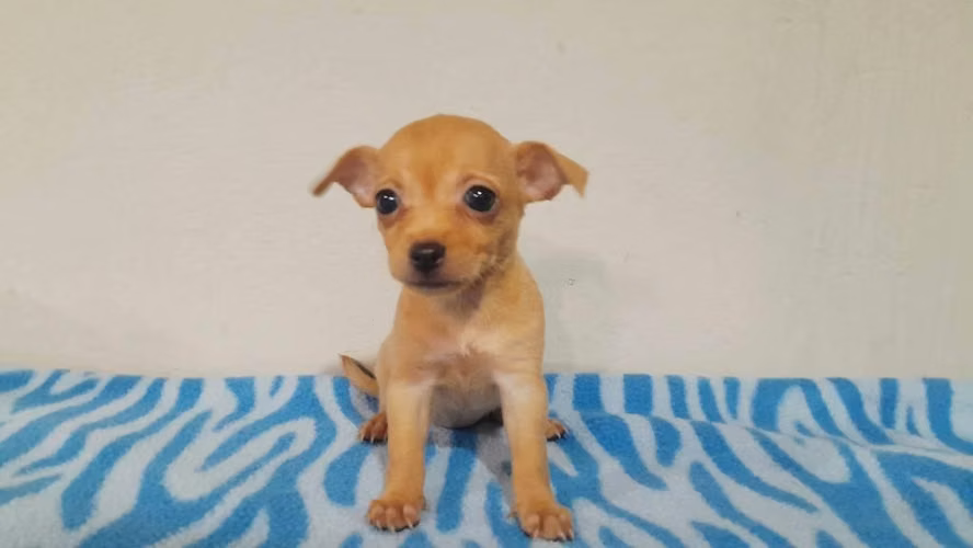 Chihuahua toy hembra