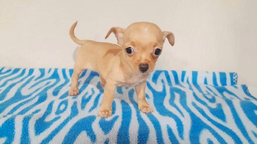 Chihuahua hembra