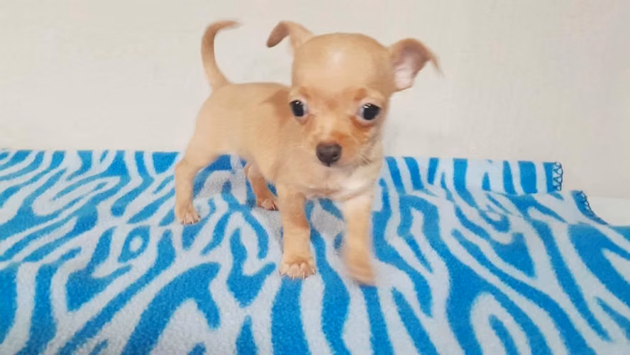 Chihuahua hembra