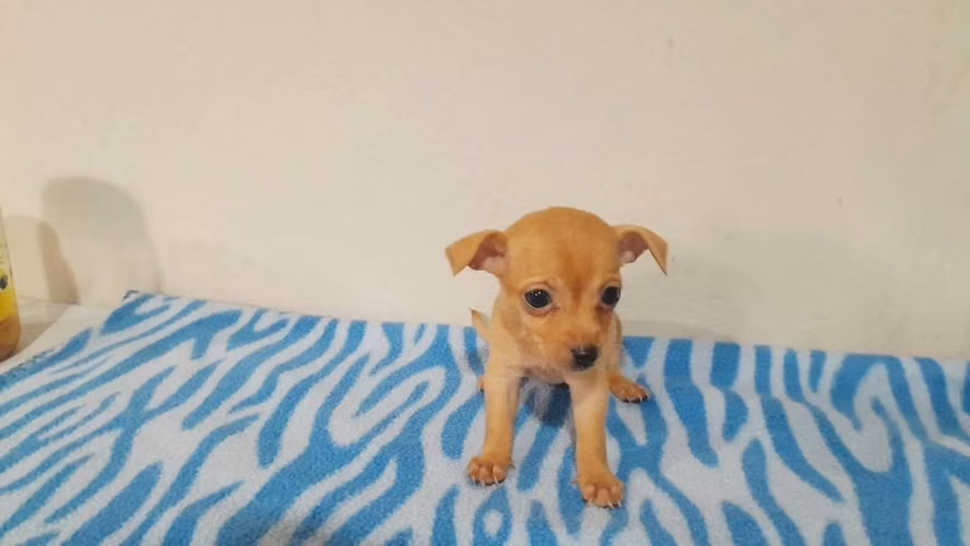 Chihuahua hembra