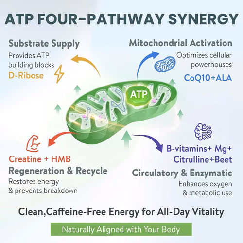 Suplemento en polvo de ATP, trifosfato de adenosina,– Apoyo mitocondrial con D-ribosa, creatina, HMB y vitaminas B – Fuerza, recuperación y músculo - Imagen 4