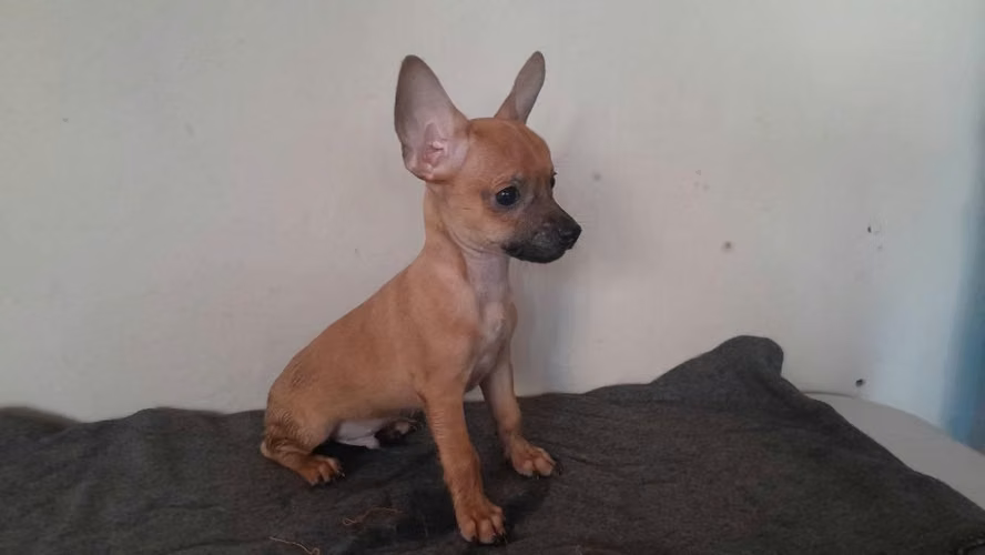 Chihuahuas