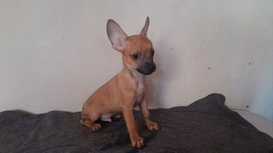 Chihuahuas