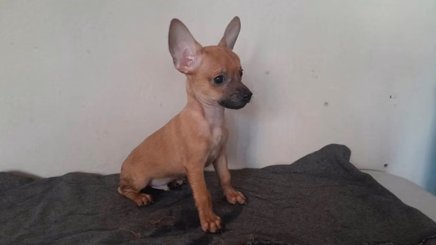 Chihuahuas