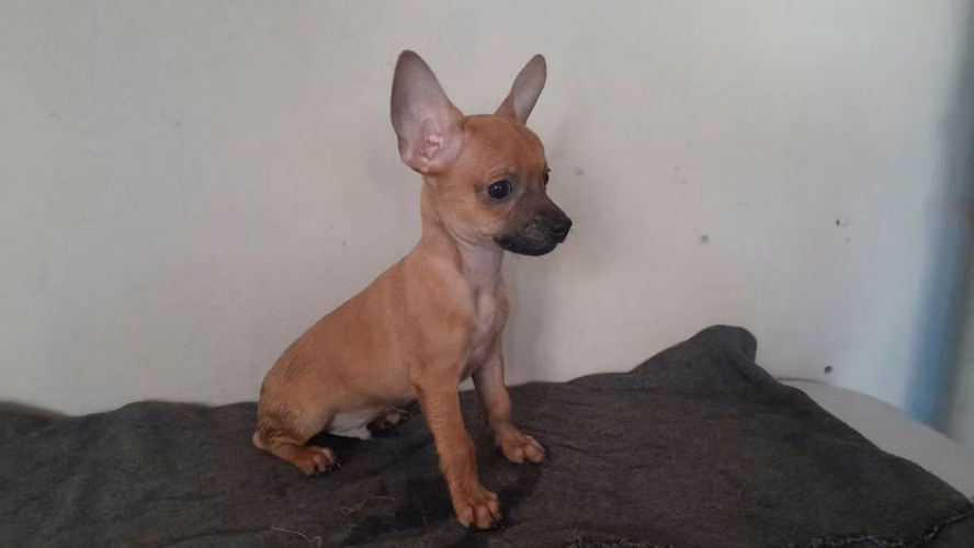 Chihuahuas