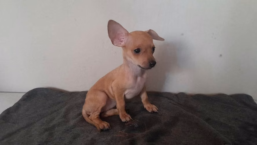 Chihuahuas