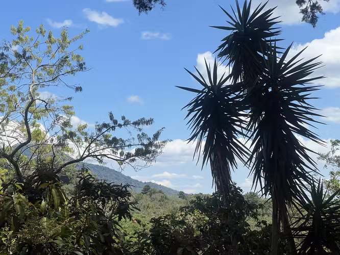 ATACO FINCA DE CAFÉ EN VENTA - RUTA DE LAS FLORES