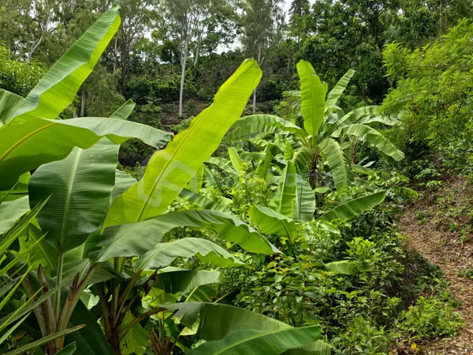 Finca cafetalera en venta en Tacuba, Ahuachapán - Imagen 2