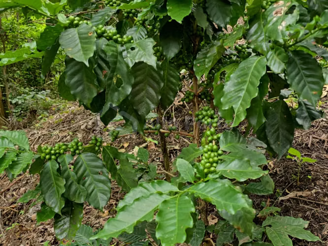 Finca cafetalera en venta en Tacuba, Ahuachapán - Imagen 3