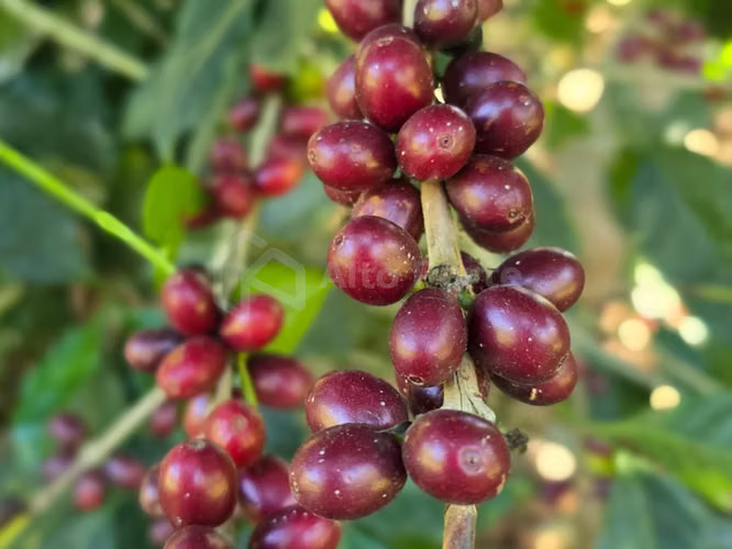 Finca cafetalera en venta en Tacuba, Ahuachapán - Imagen 7