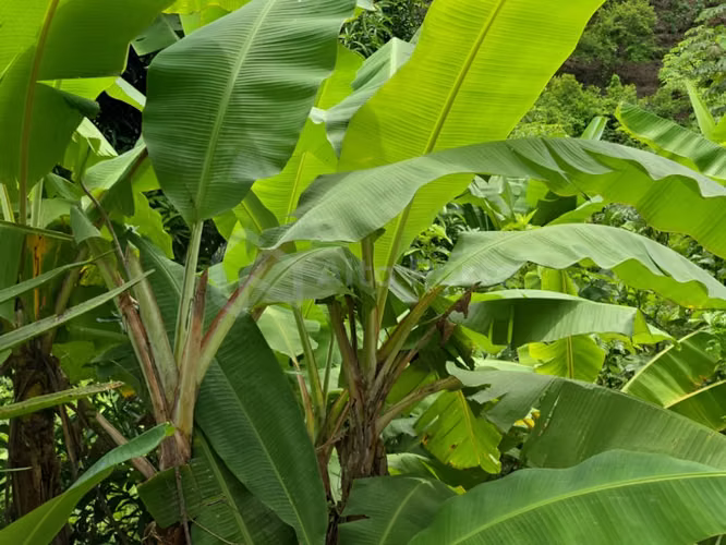 Finca cafetalera en venta en Tacuba, Ahuachapán - Imagen 6
