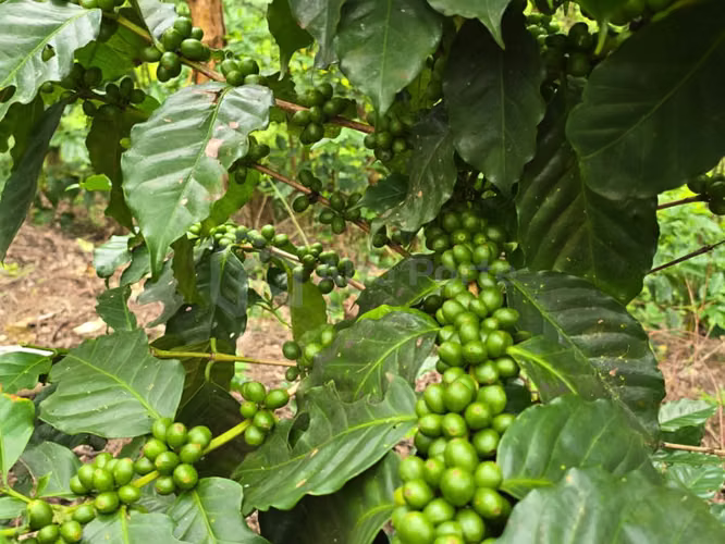 Finca cafetalera en venta en Tacuba, Ahuachapán - Imagen 4
