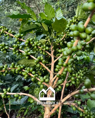 VENTA DE FINCA ATACO