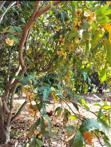 Farm near San Salvador