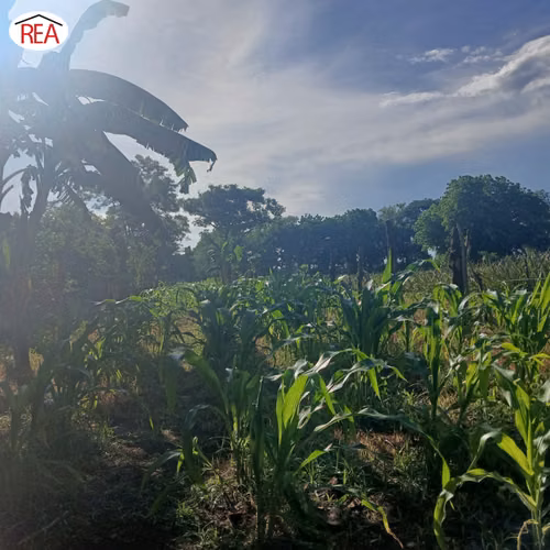 En venta | Propiedad productiva en Comarca Cofradía, Nicaragua
