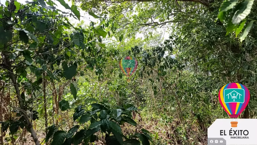 VENDO PRECIOSA FINCA DE 33 MANZANAS EN HUIZUCAR